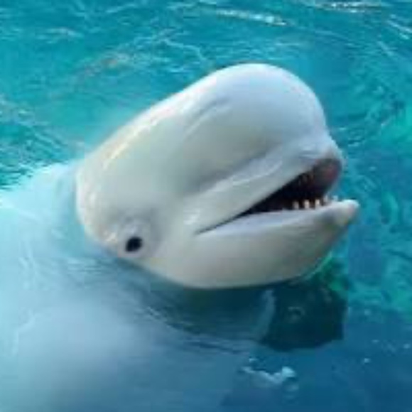 Antique Baby Beluga Whale Scrimshaw Tooth Ring WMS SZ 7 - Picture 15 of 16